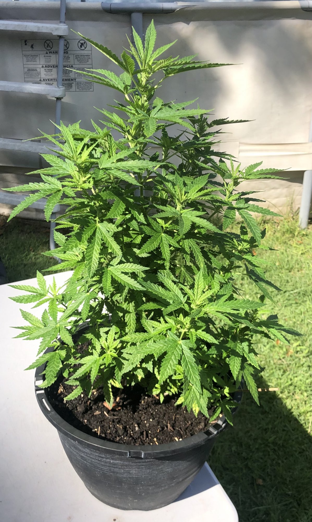 First time outdoor still learning any tips or advise greatly appreciated 13