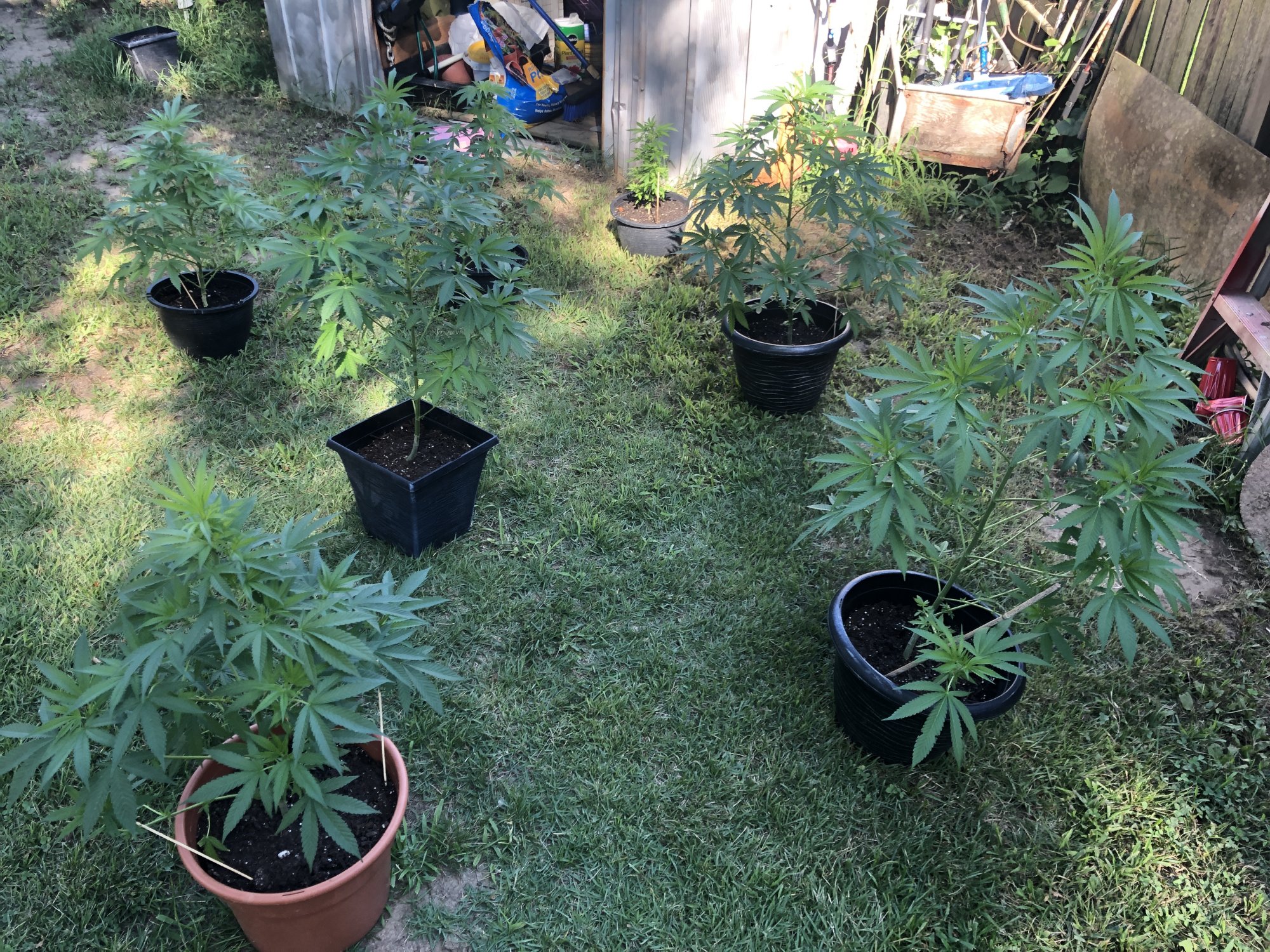 First time outdoor still learning any tips or advise greatly appreciated 4