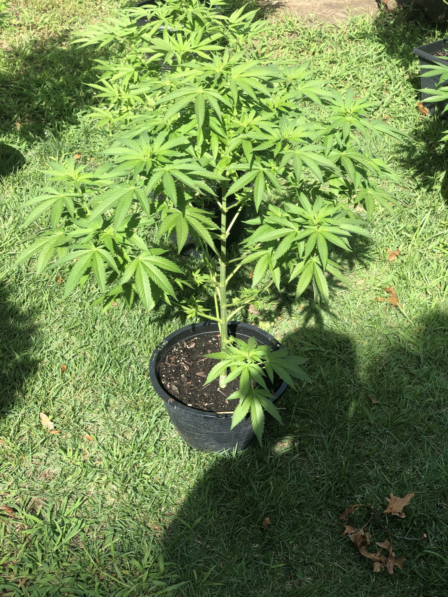 First time outdoor still learning any tips or advise greatly appreciated 5