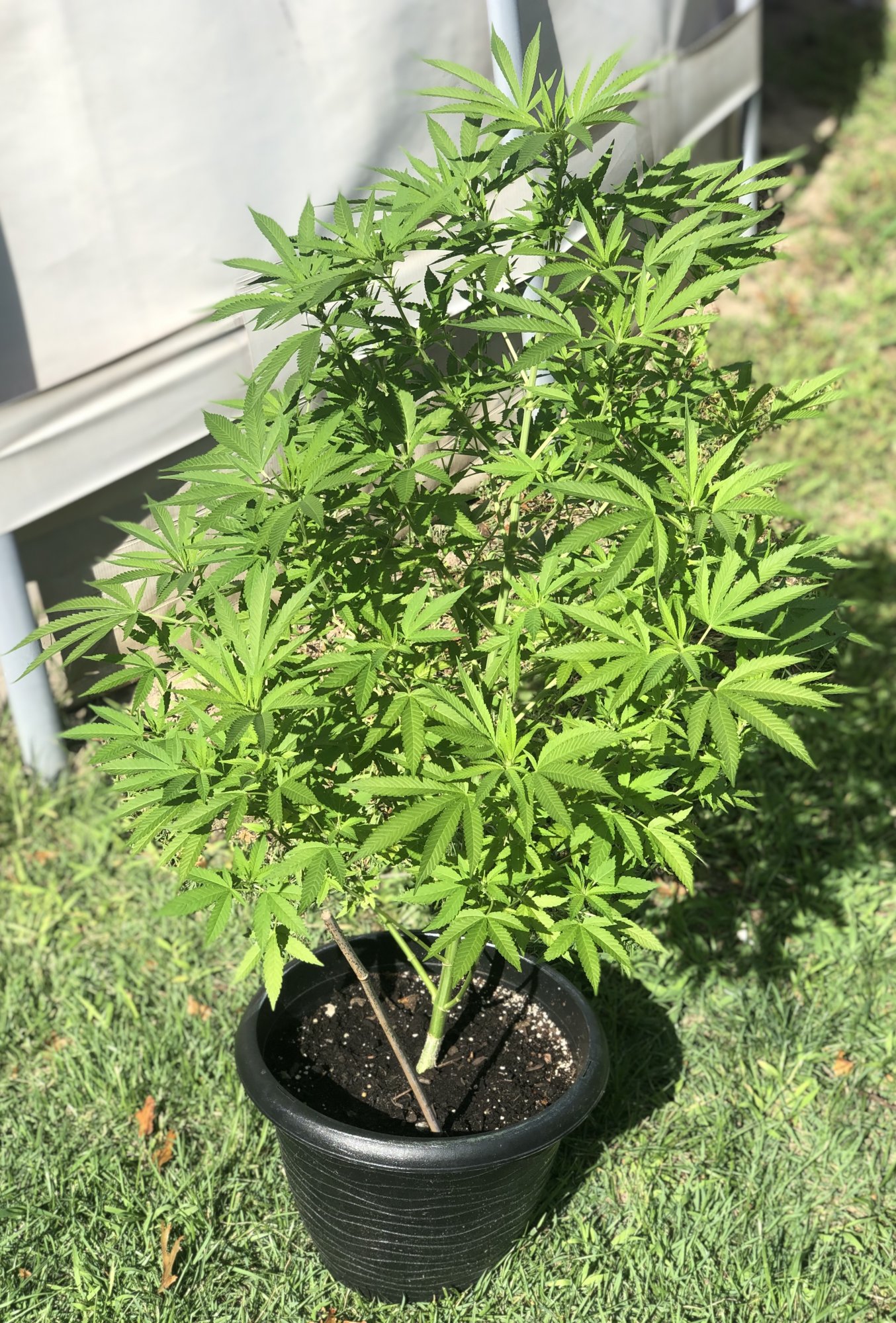 First time outdoor still learning any tips or advise greatly appreciated 6