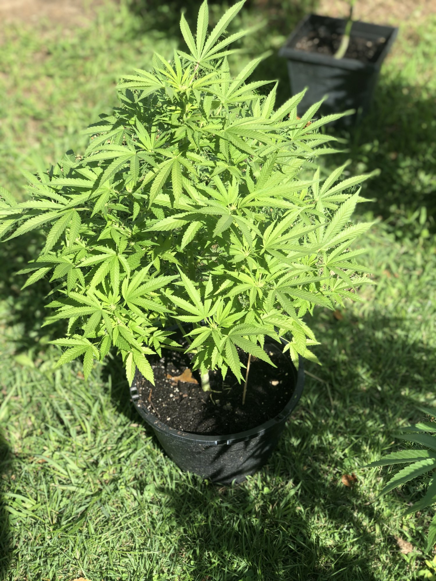 First time outdoor still learning any tips or advise greatly appreciated 7