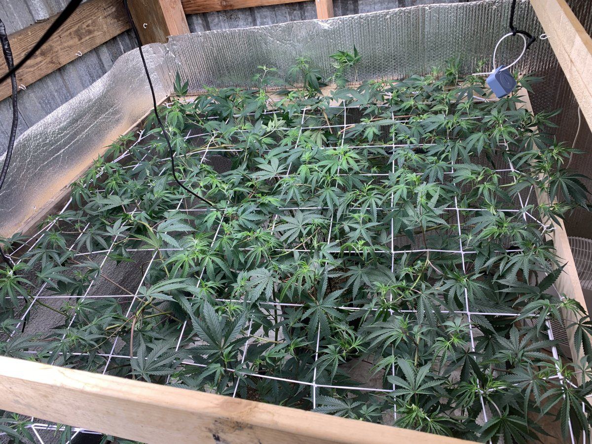 First time scrog and pot size thoughts 5