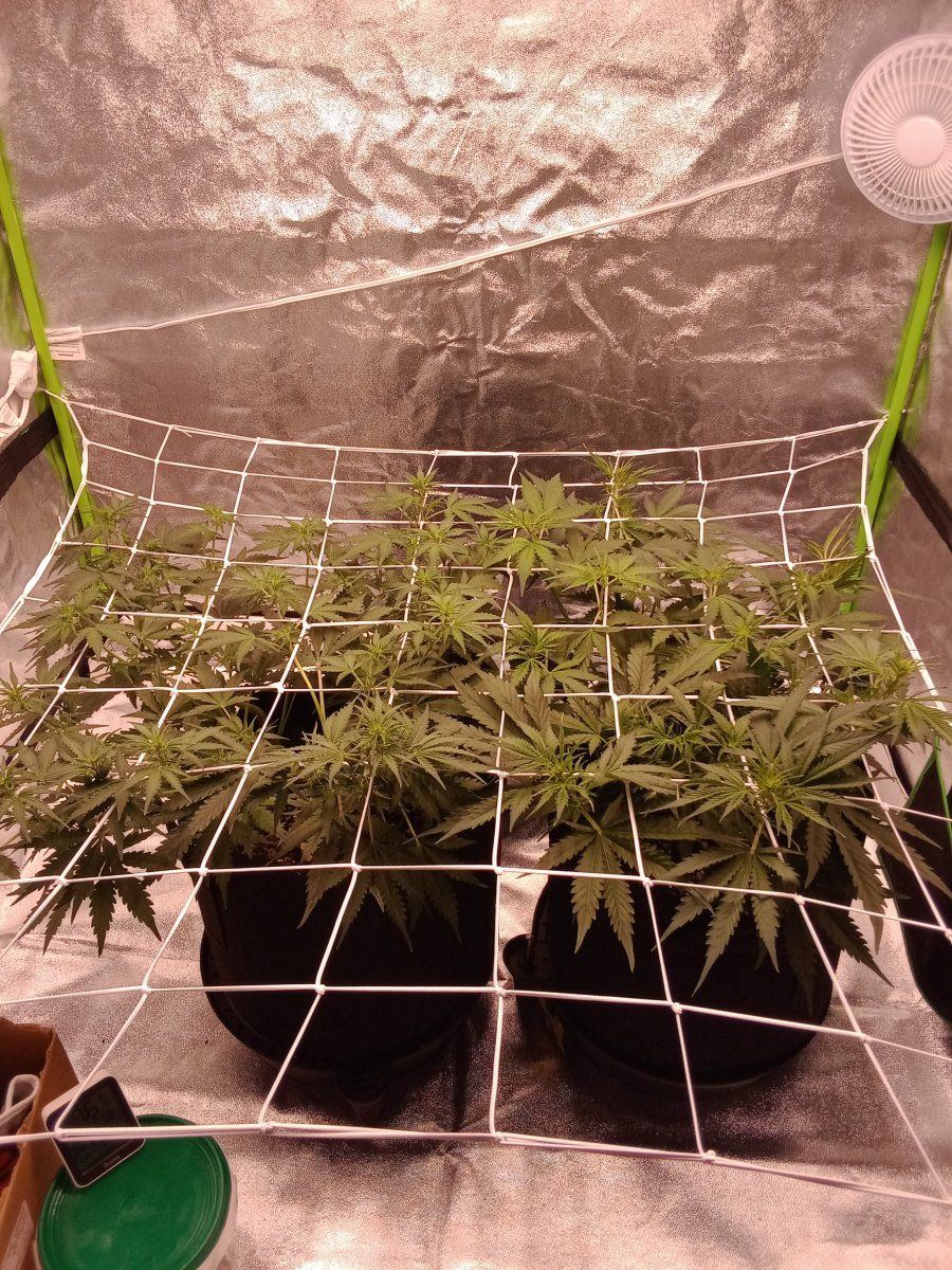 First time scrog hows it looking 5