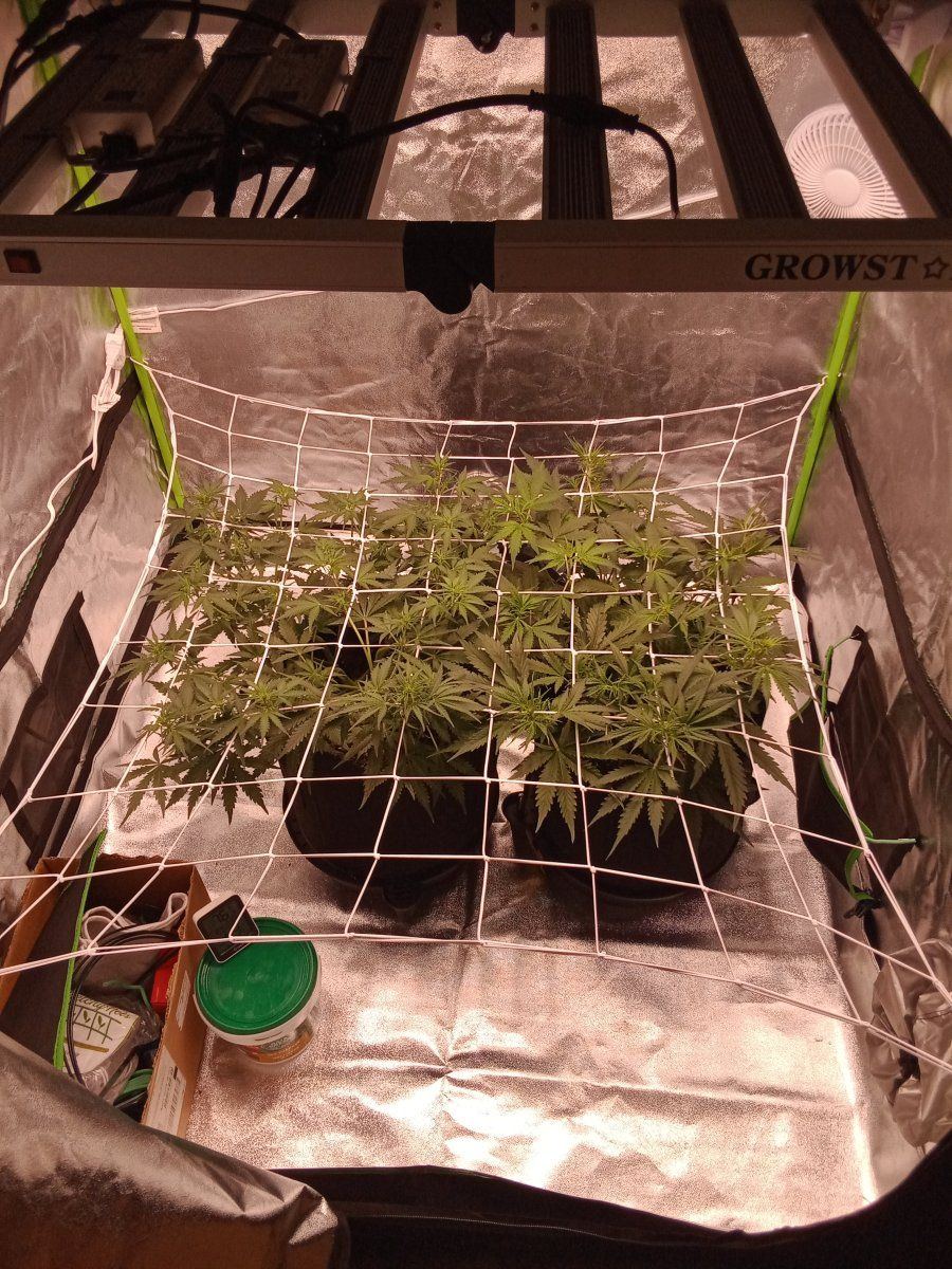 First time scrog hows it looking