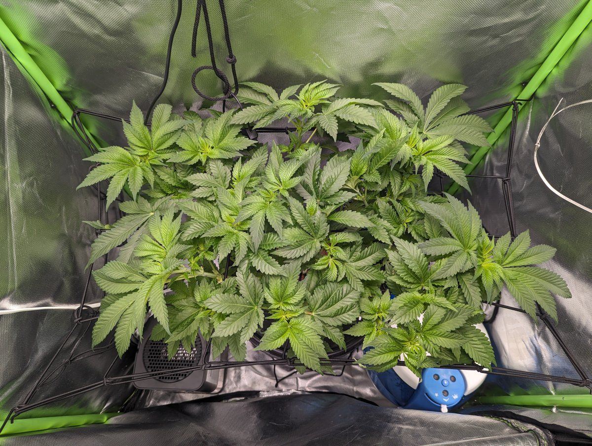 First time scrogging one more week or flip