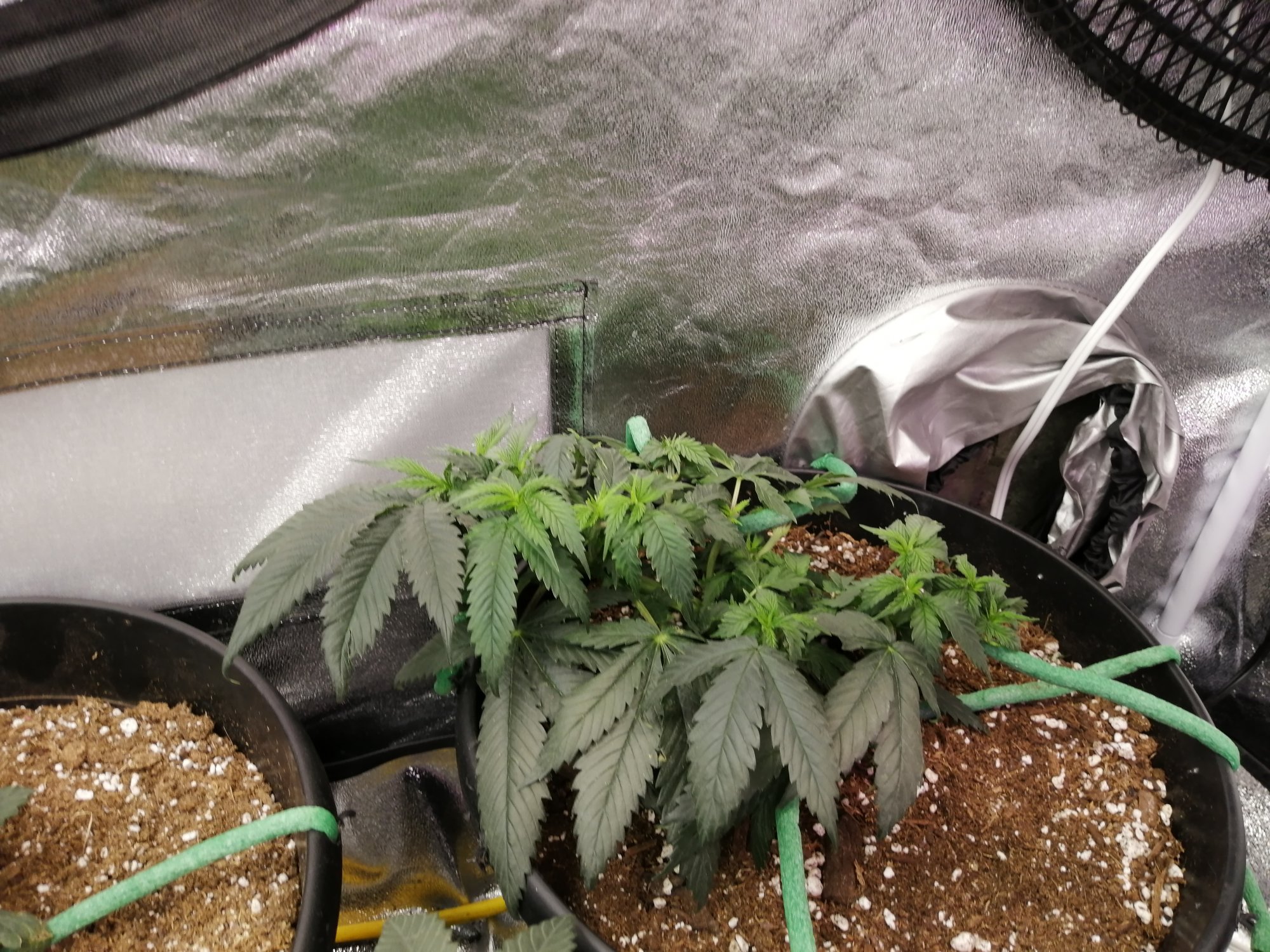 First time soil grower autos seeking help 4