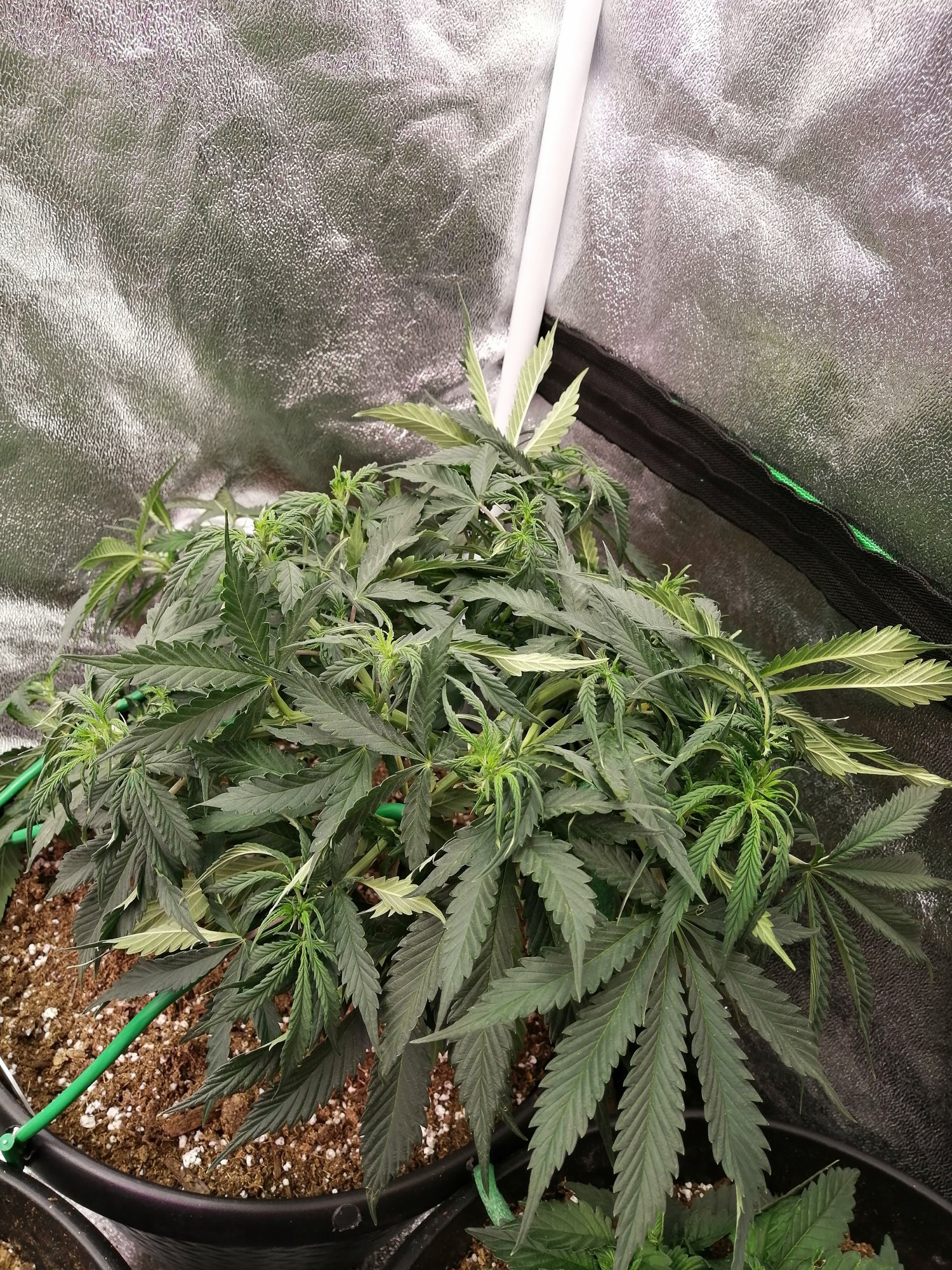 First time soil grower autos seeking help 5