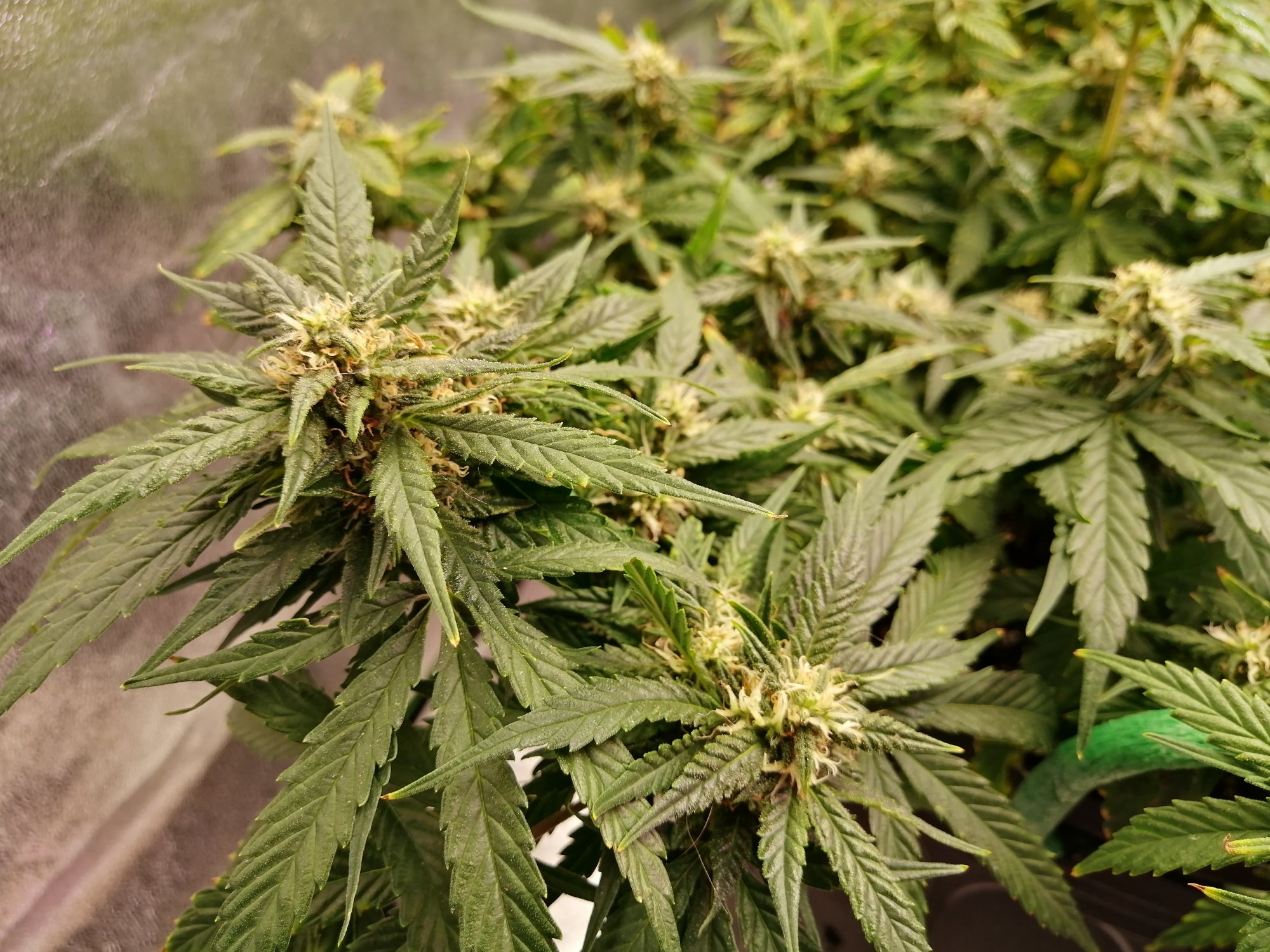 First time soil grower autos seeking help 9