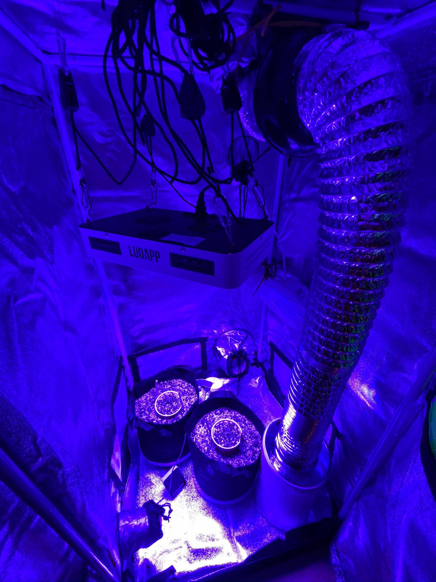 First time soil grower   grow journal 18