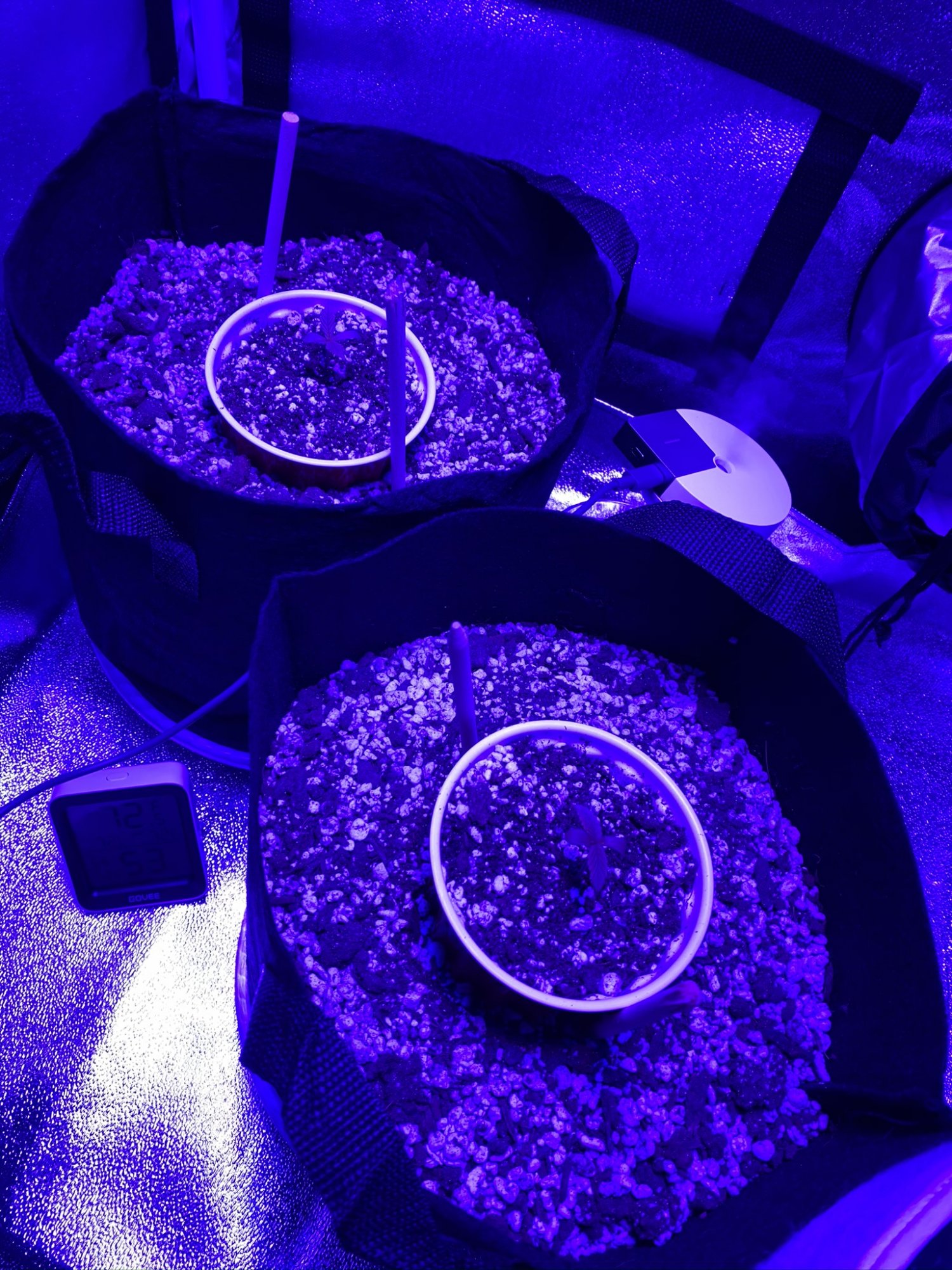 First time soil grower   grow journal 19