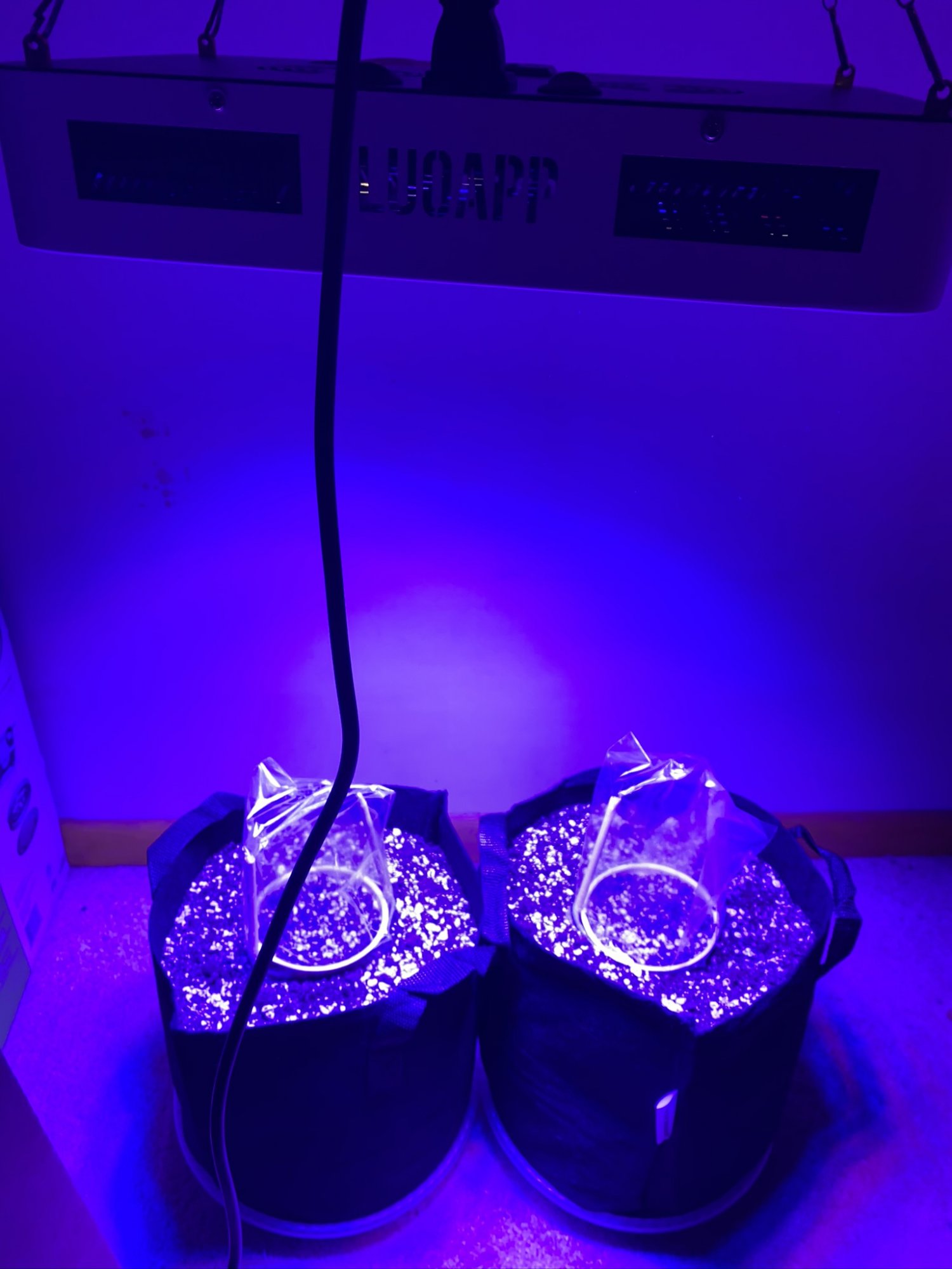 First time soil grower   grow journal 2