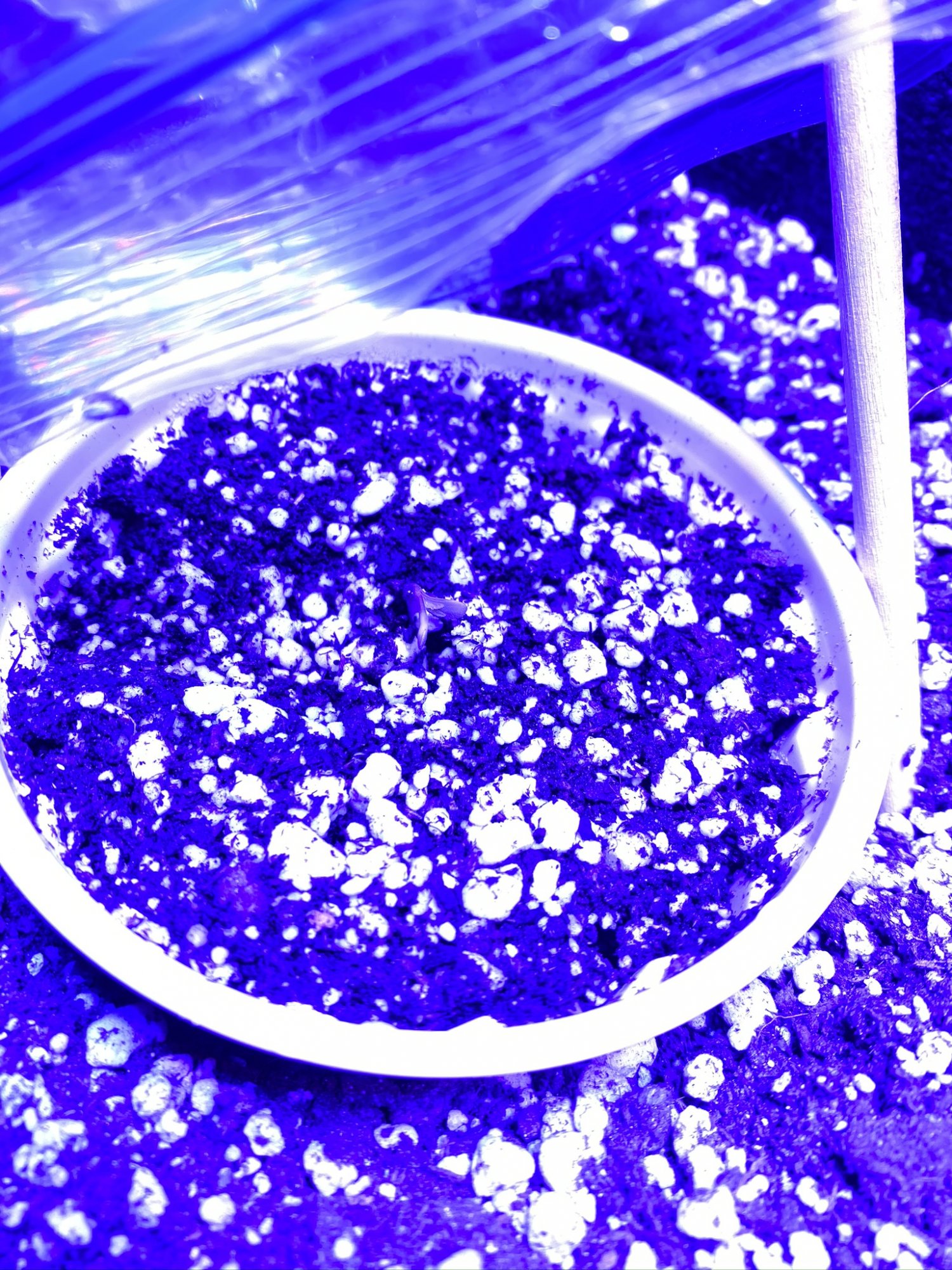 First time soil grower   grow journal 4