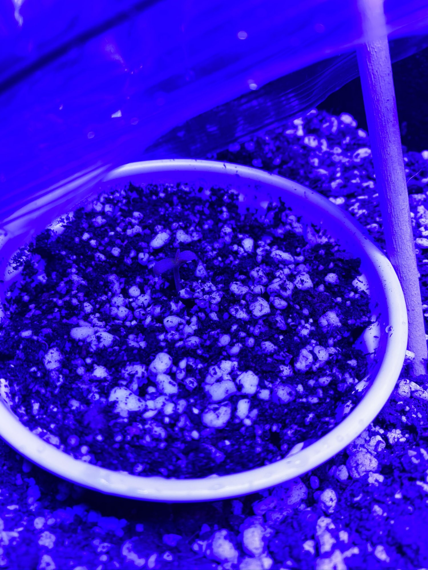 First time soil grower   grow journal 7
