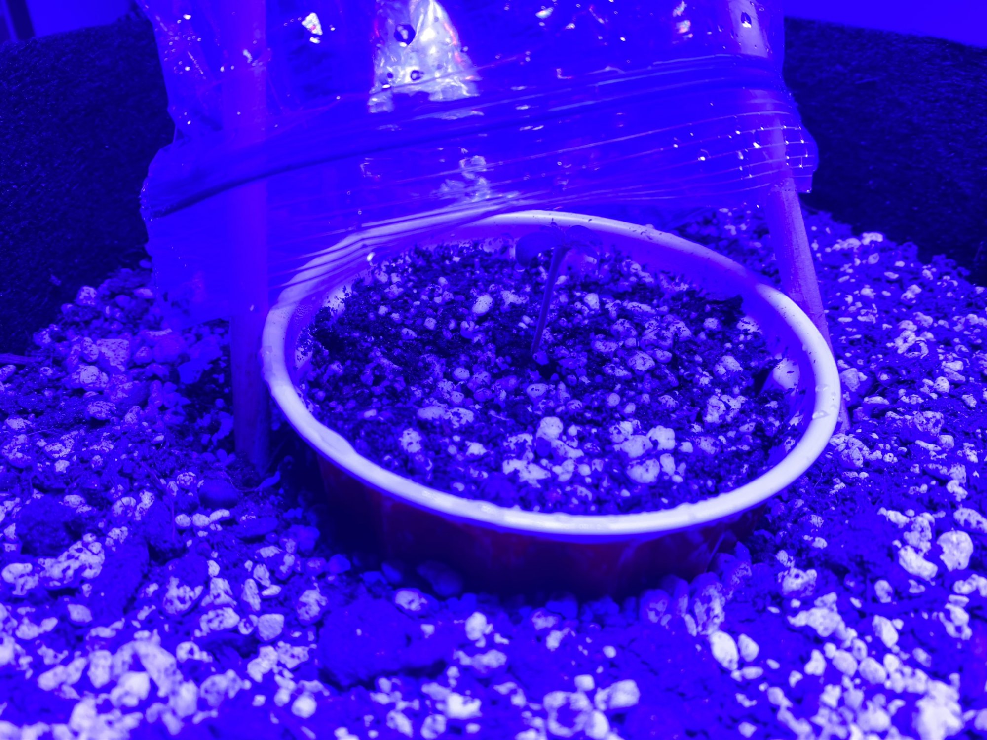 First time soil grower   grow journal 8