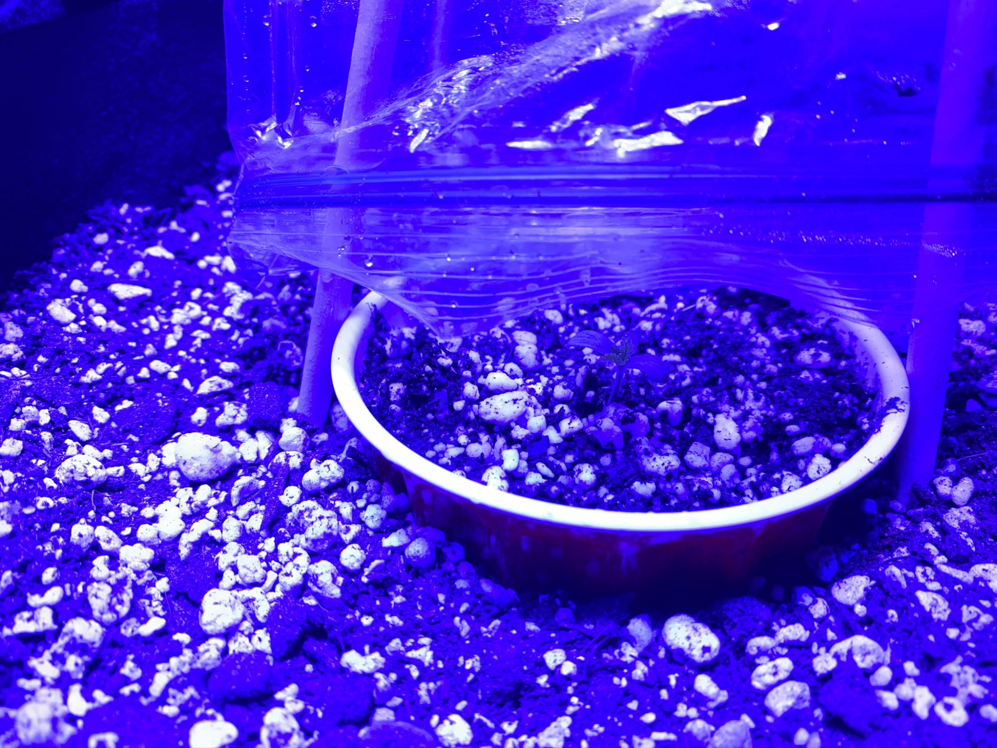 First time soil grower   grow journal 9
