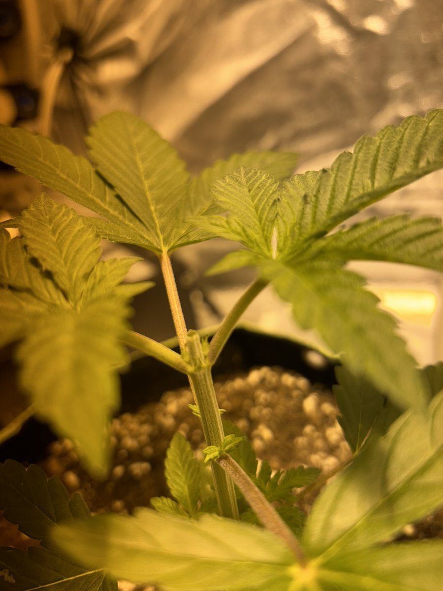 First time topping purple stardawg 3