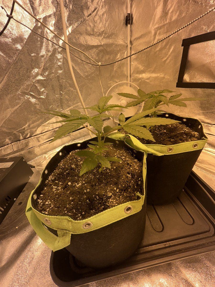 First time topping purple stardawg 4