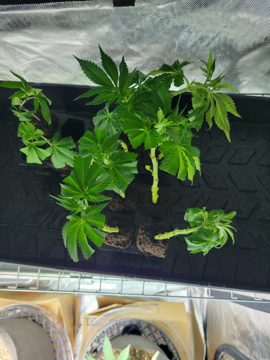 First time trying to root clones 2