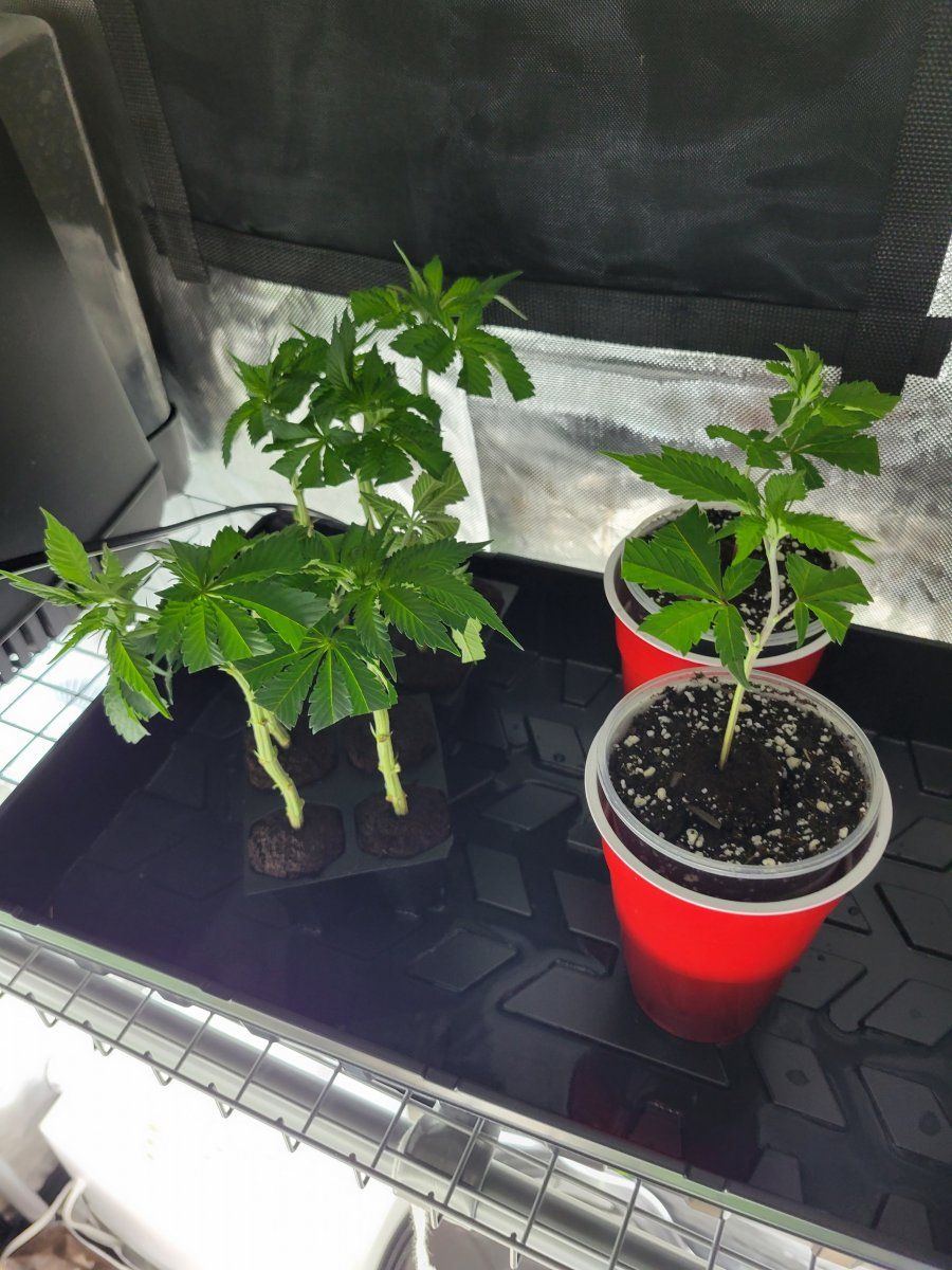 First time trying to root clones 3