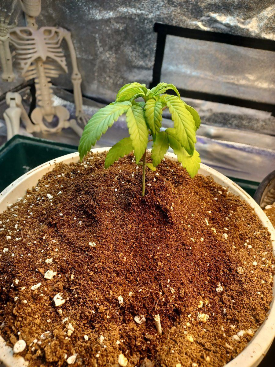 First time using coco any ideas on if its over watering or is it the strain