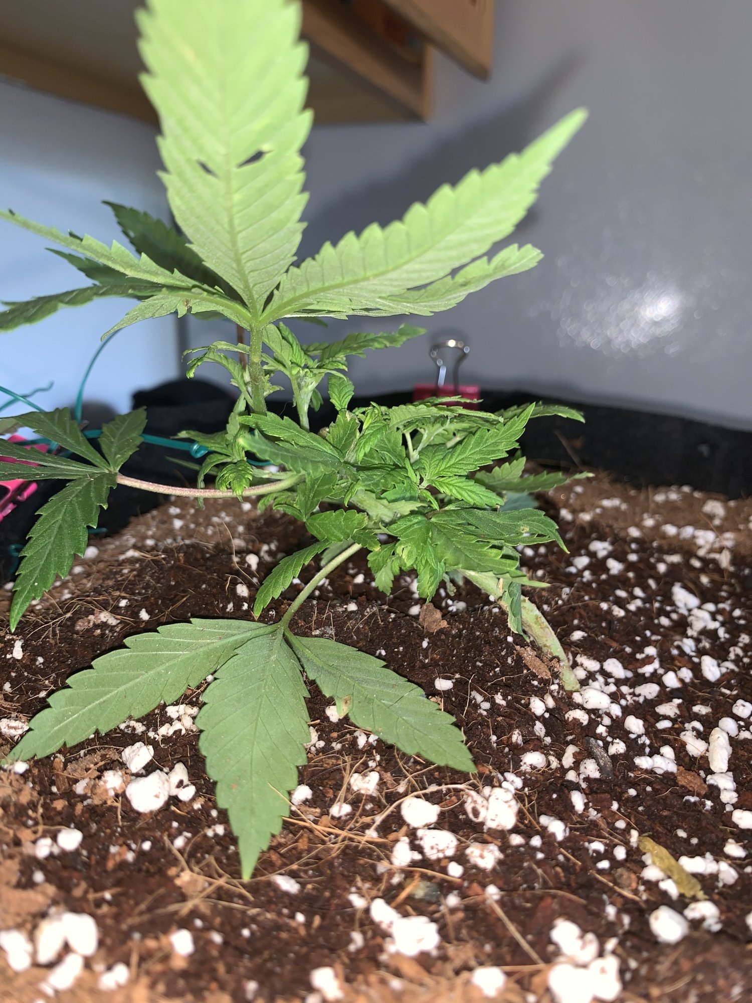 First time using coco coir first grow first hydroponic setup 5