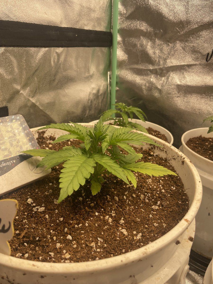 First time using coir indoors 2
