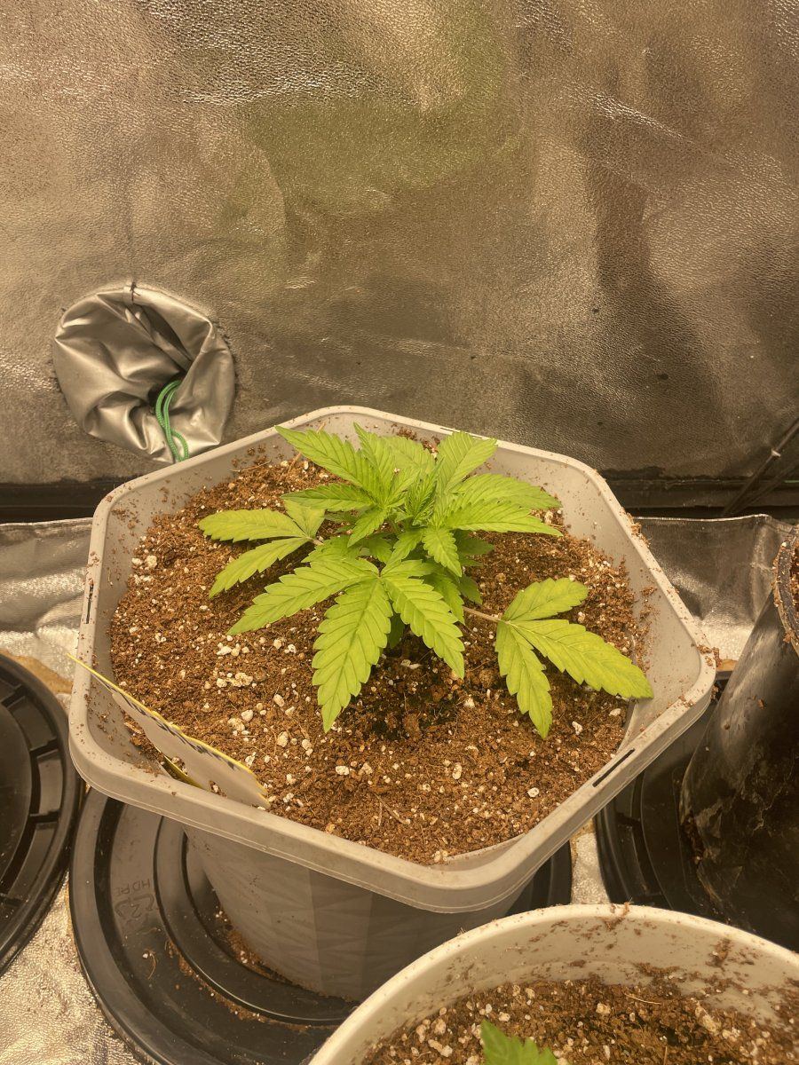 First time using coir indoors 3