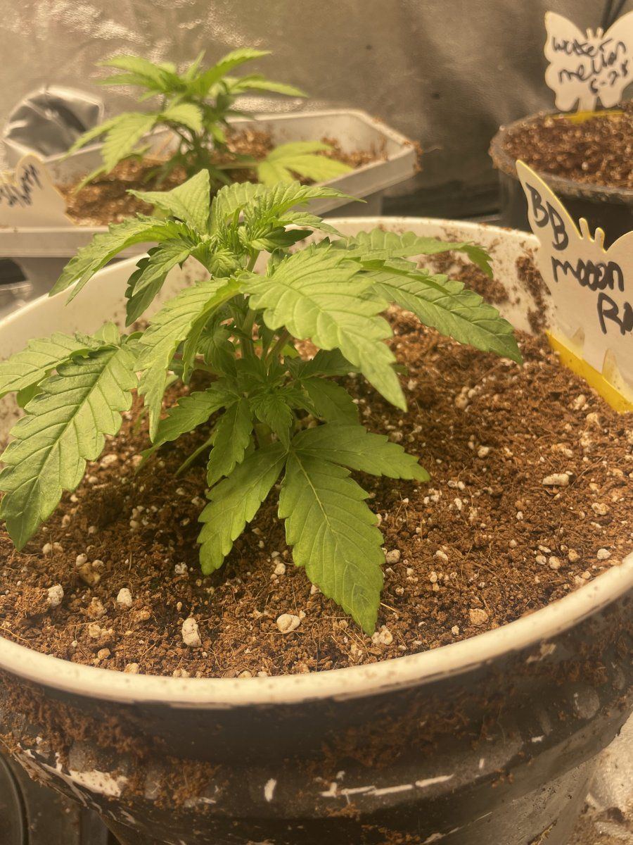 First time using coir indoors 4