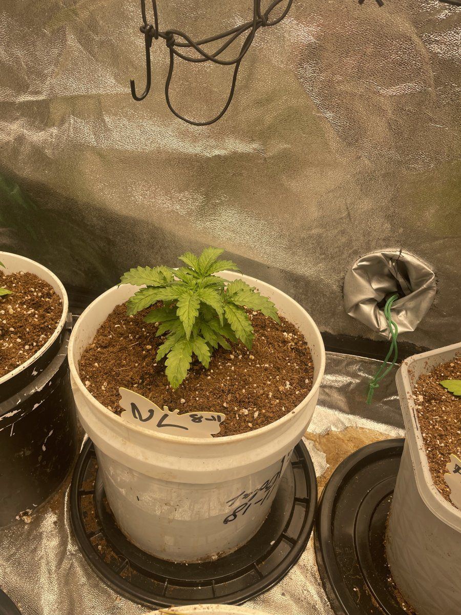 First time using coir indoors 5
