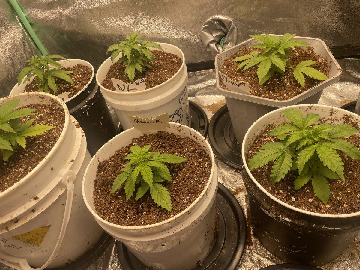 First time using coir indoors