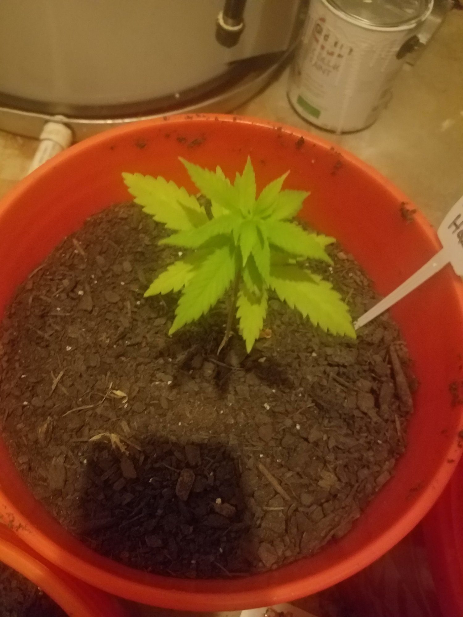 First timer concerned with output 7