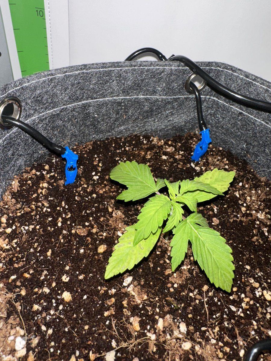 First timer failing quick 3