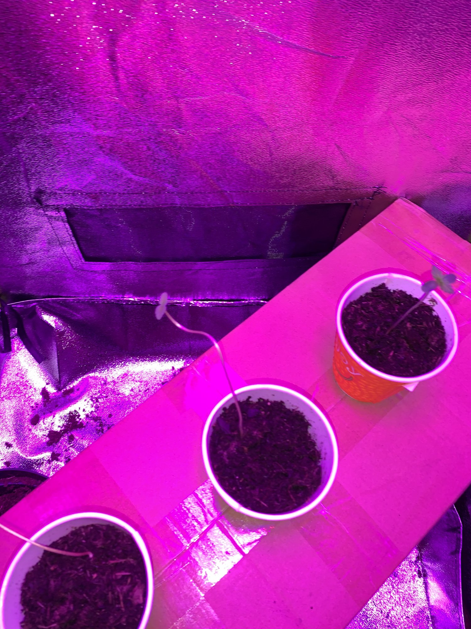 First timer growing 3 plants 4