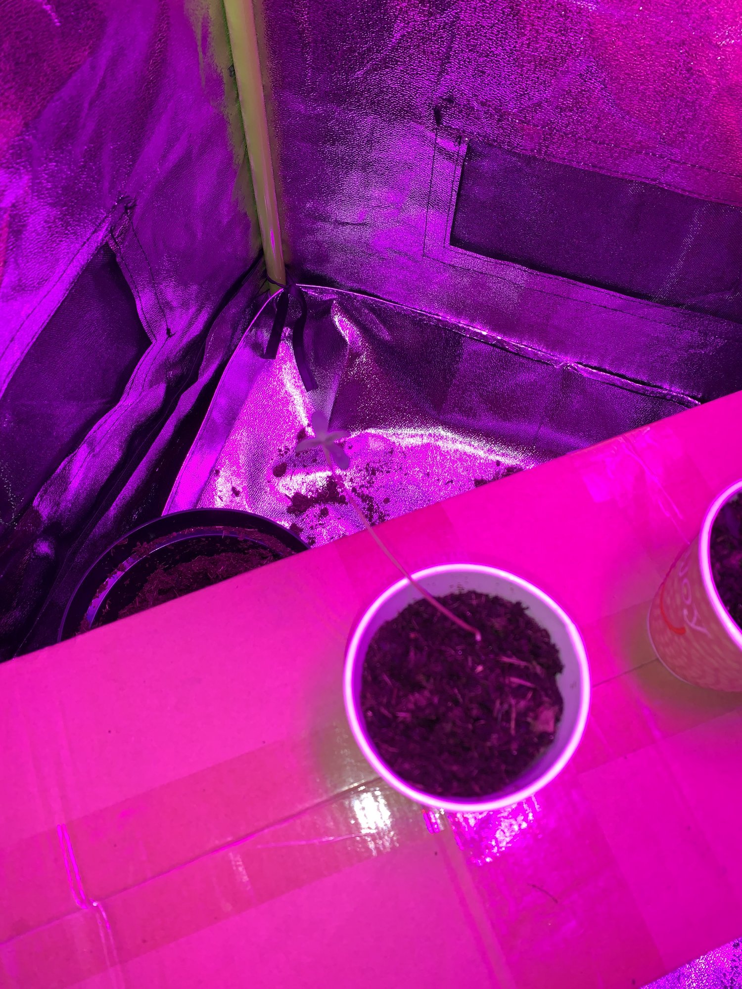 First timer growing 3 plants 5
