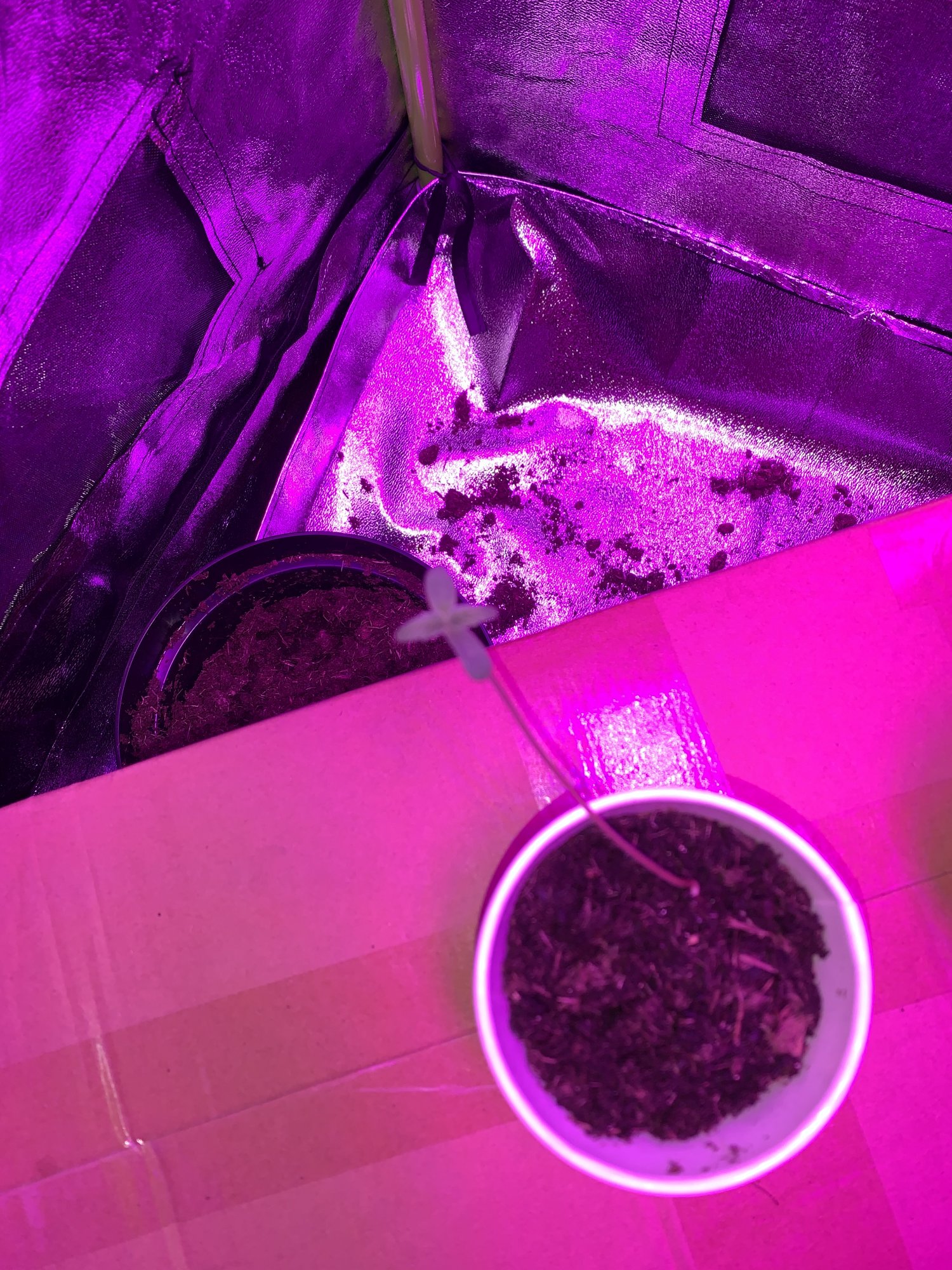 First timer growing 3 plants 7