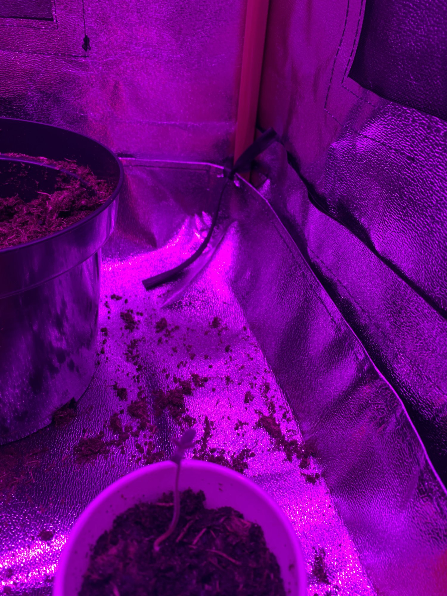 First timer growing 3 plants