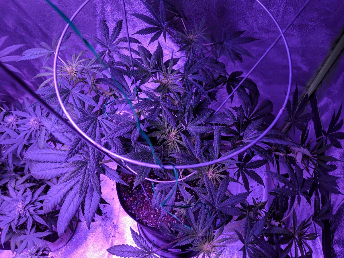 First timer here 5