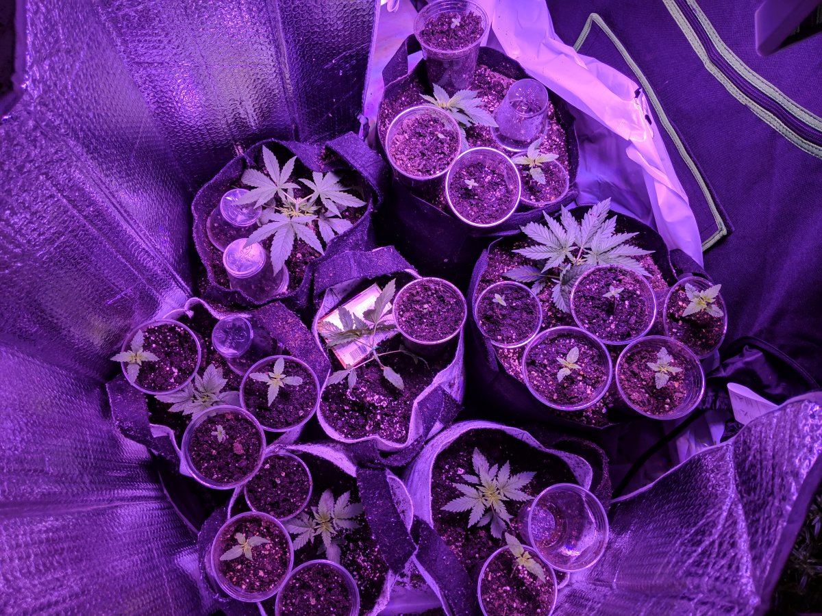 First timer here 6