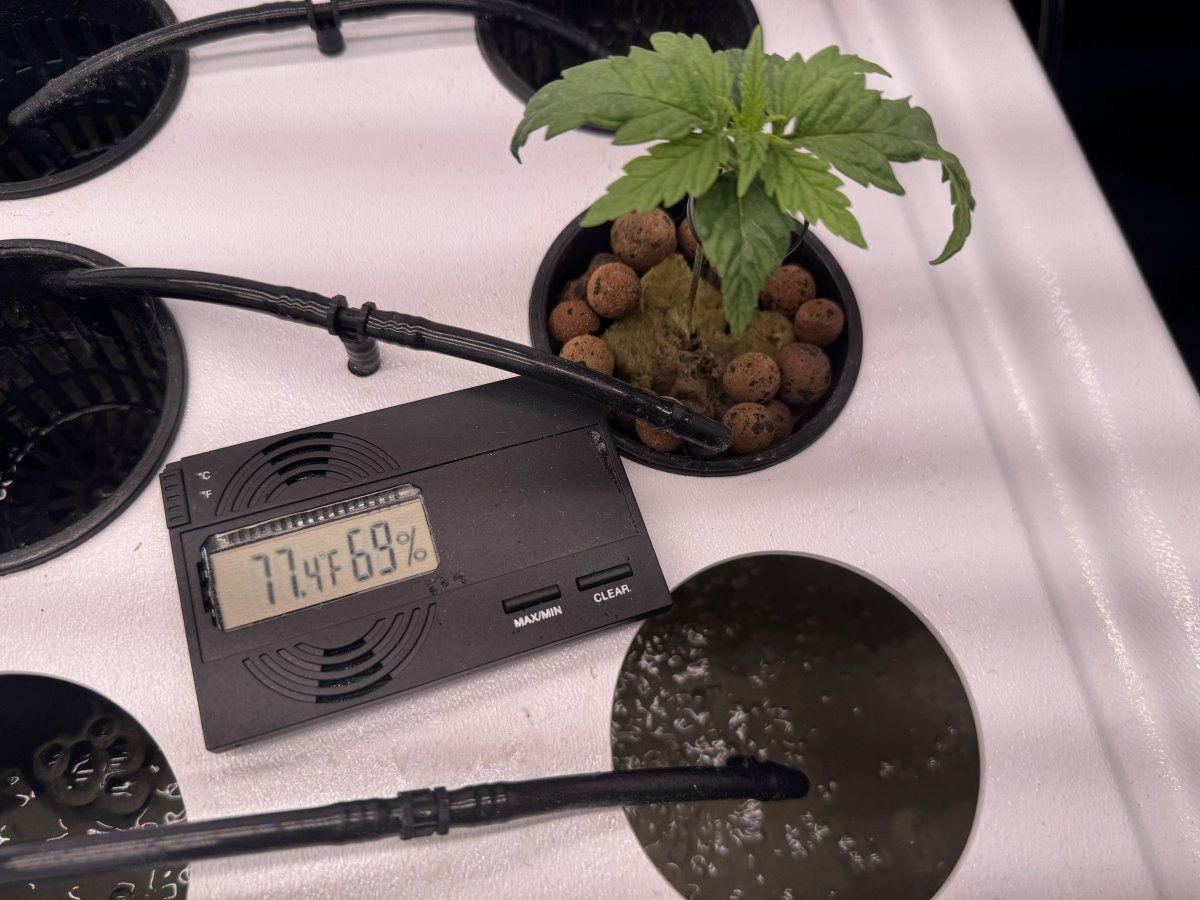 First timer hydroponics grow in cabinet 8