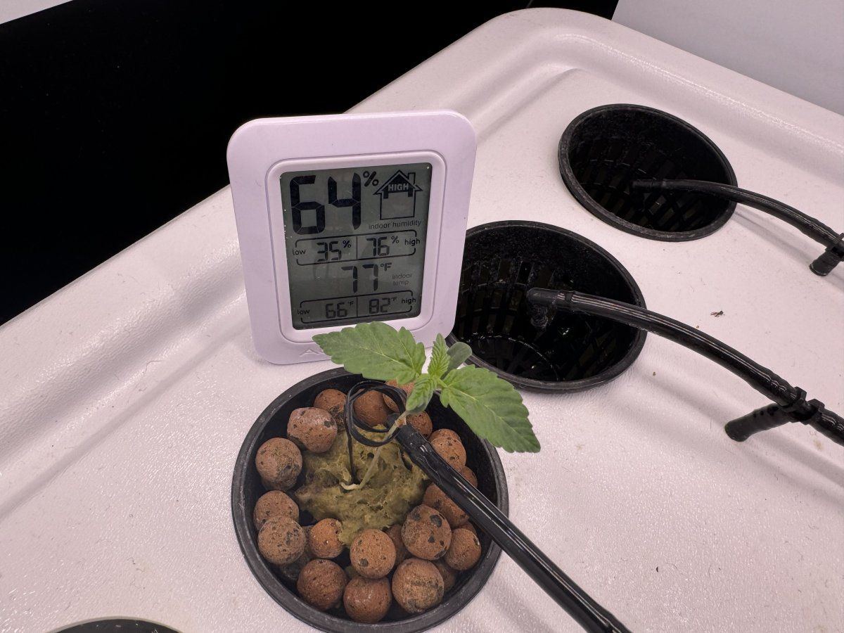 First timer hydroponics grow in cabinet 9