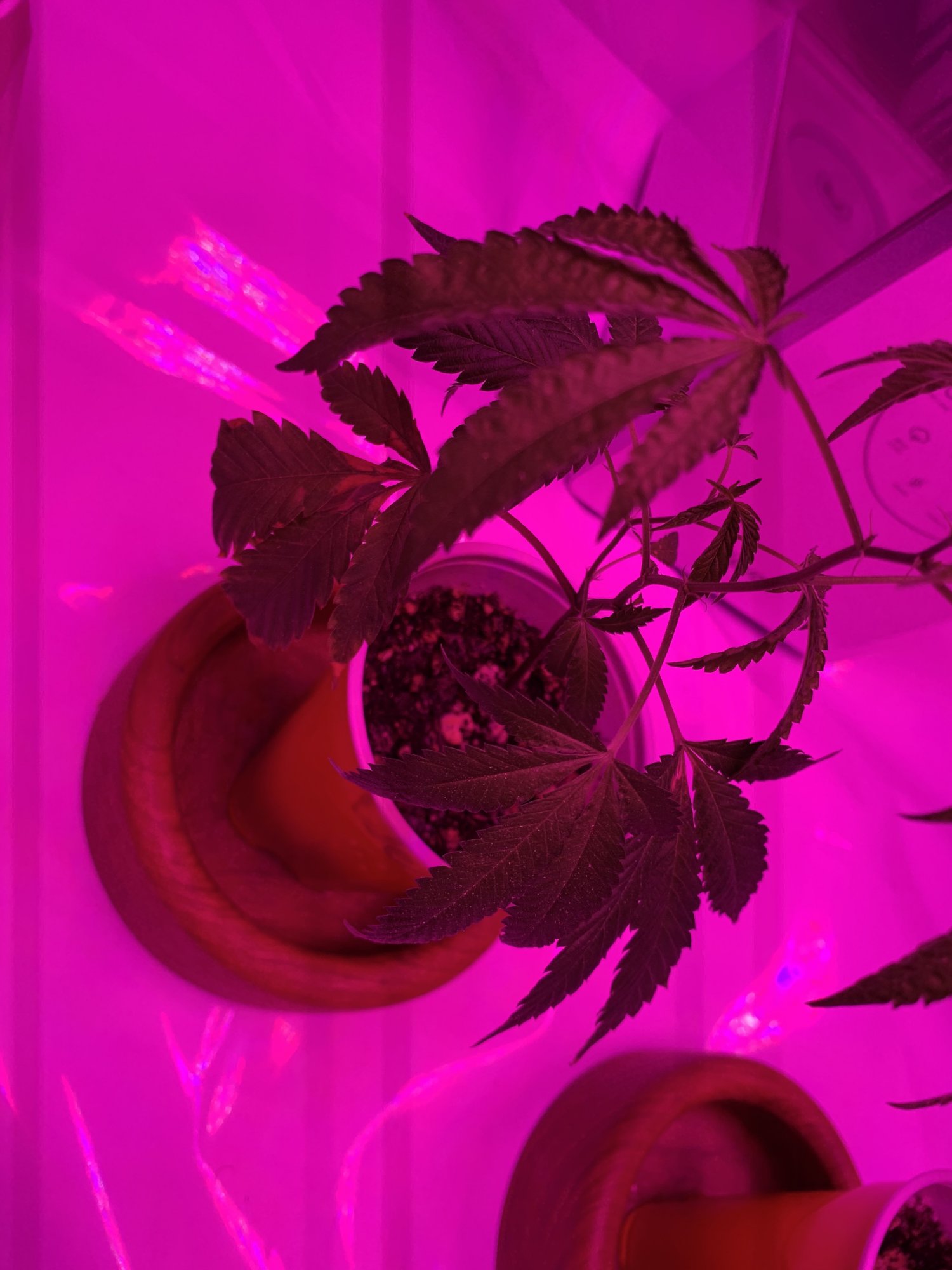 First timer in need of help asap pls  thx