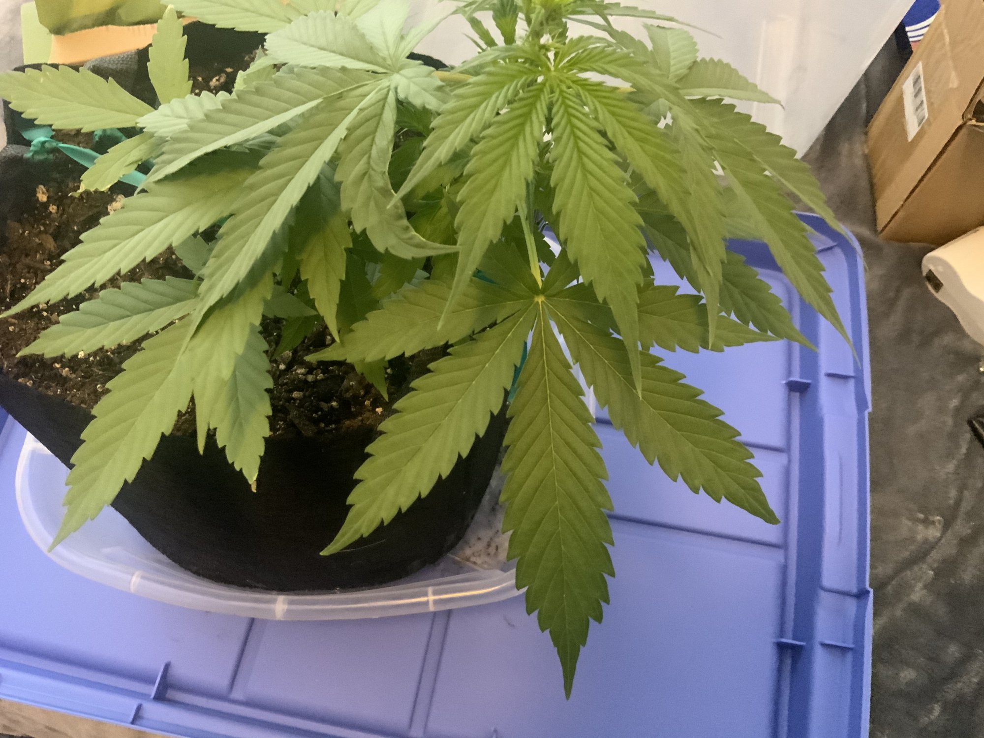 First timer   is this nutrient burn or something else 5
