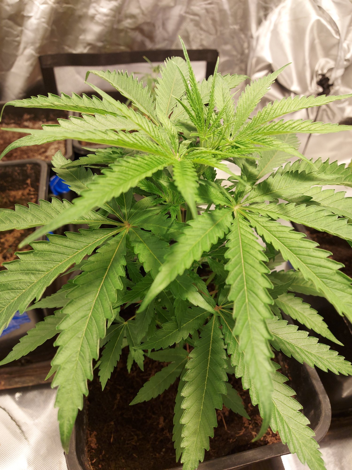 First timer looking for advice 3