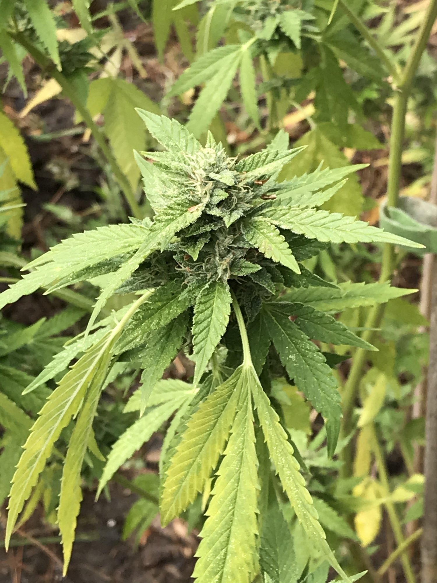 First timer needs help with outdoor grow 2