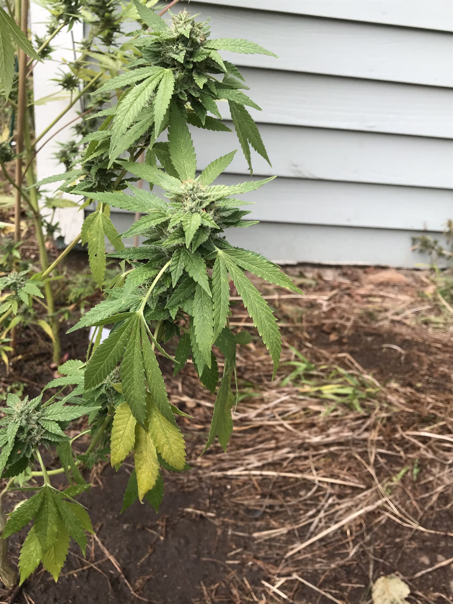 First timer needs help with outdoor grow 3
