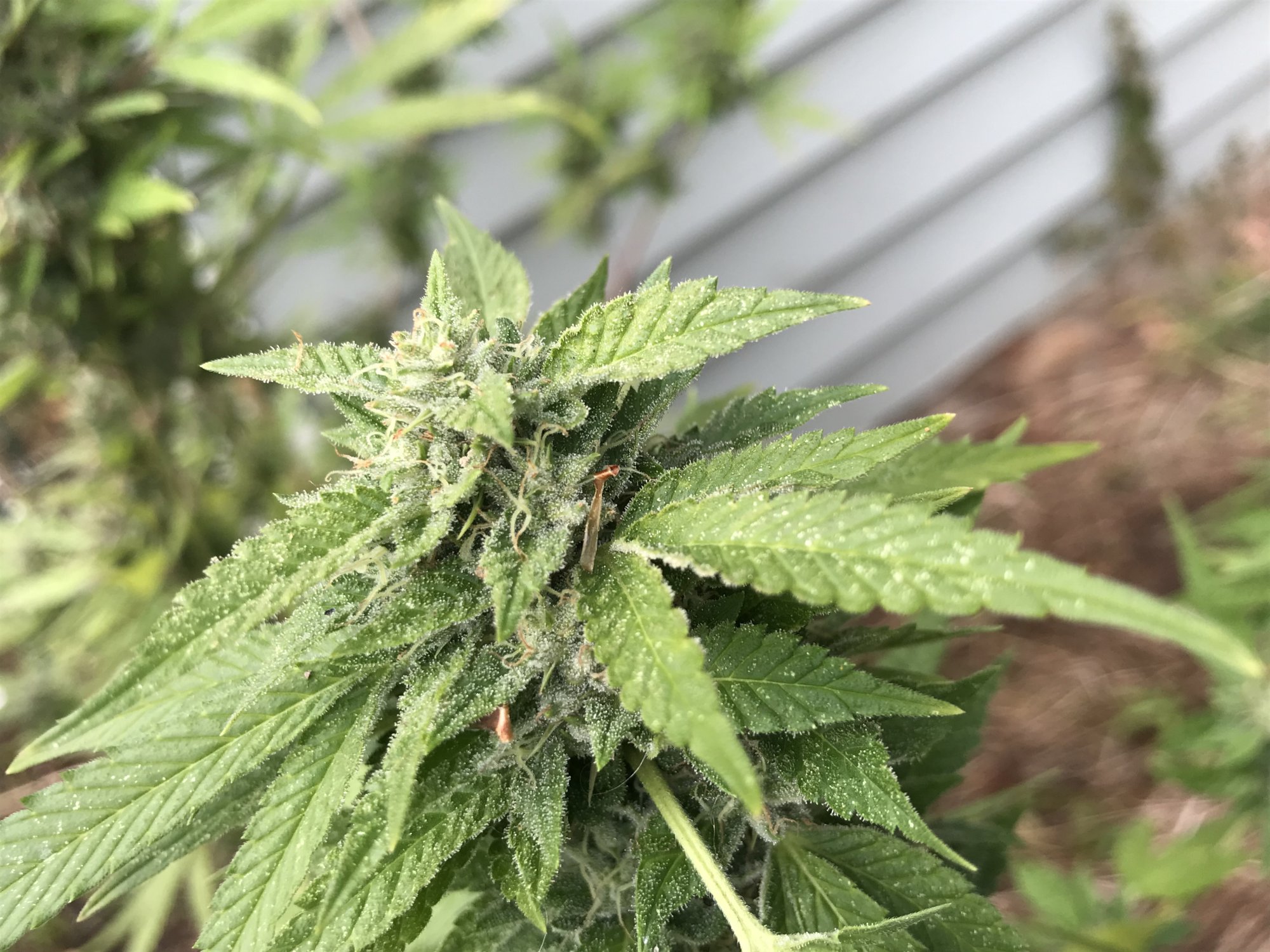 First timer needs help with outdoor grow 4