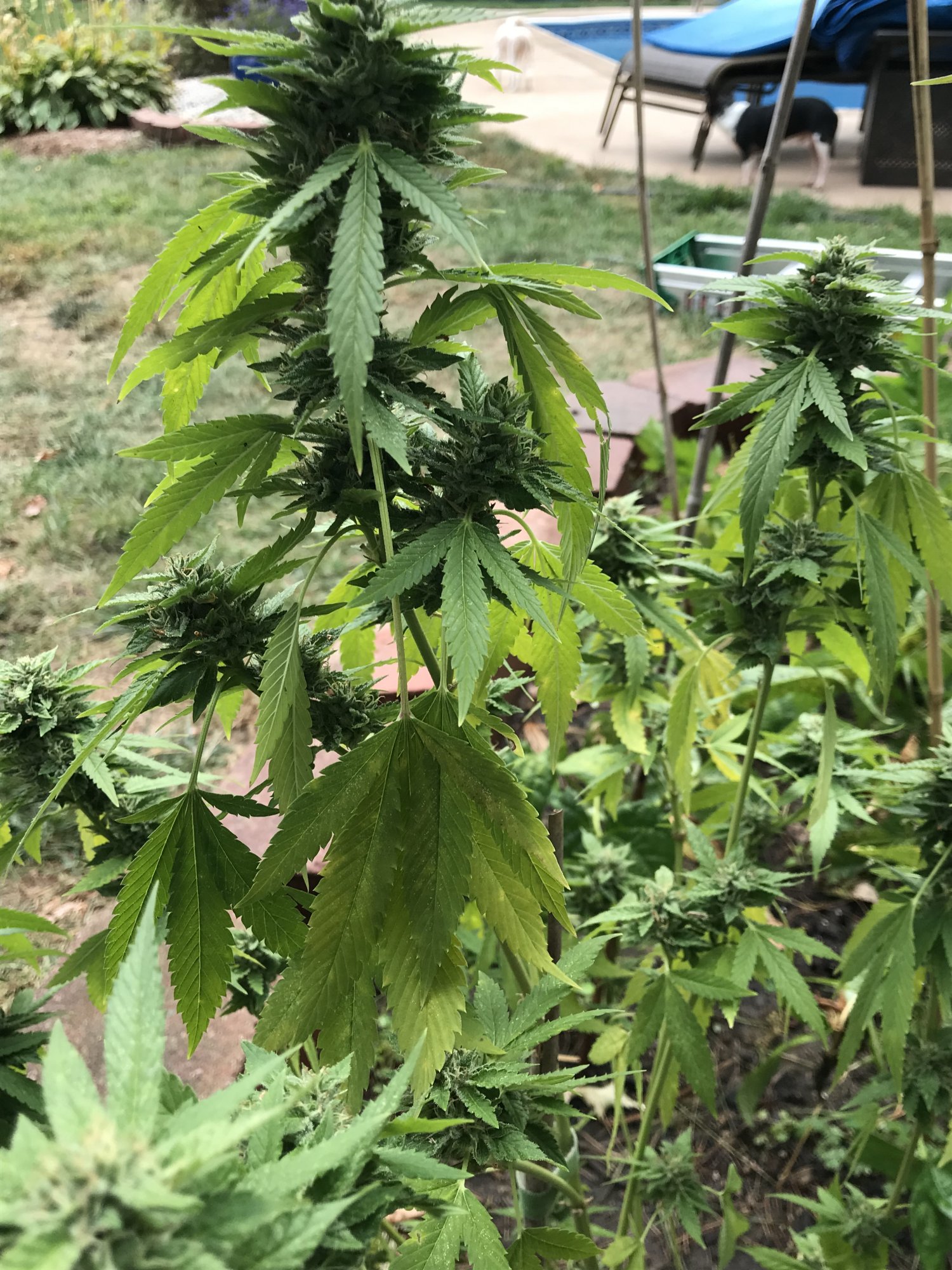 First timer needs help with outdoor grow 5