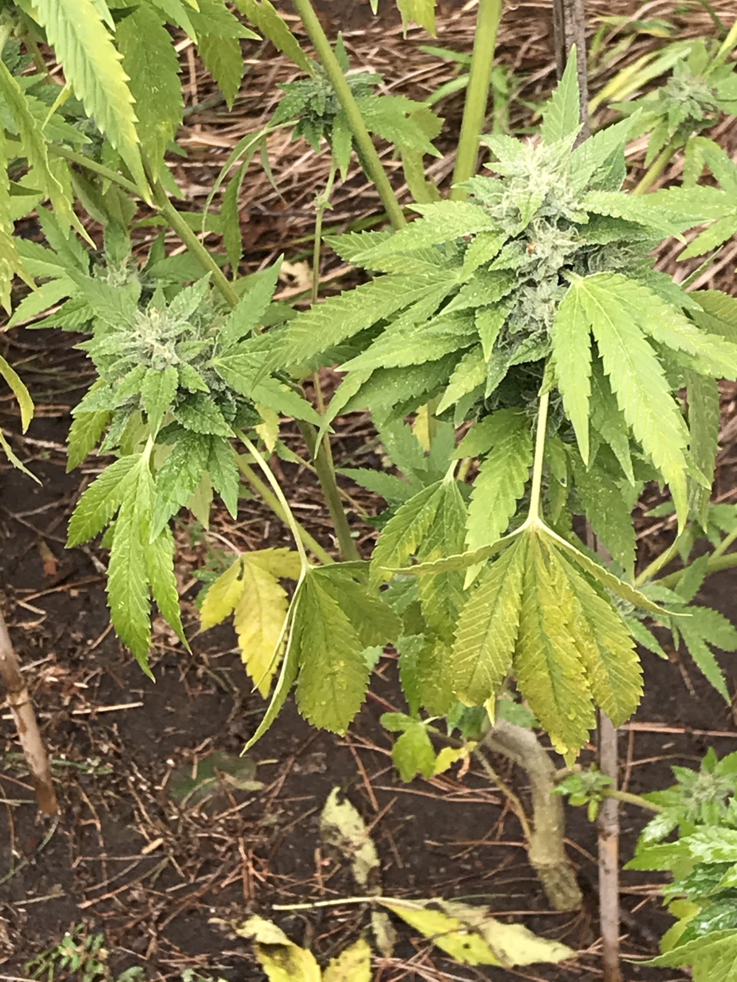 First timer needs help with outdoor grow