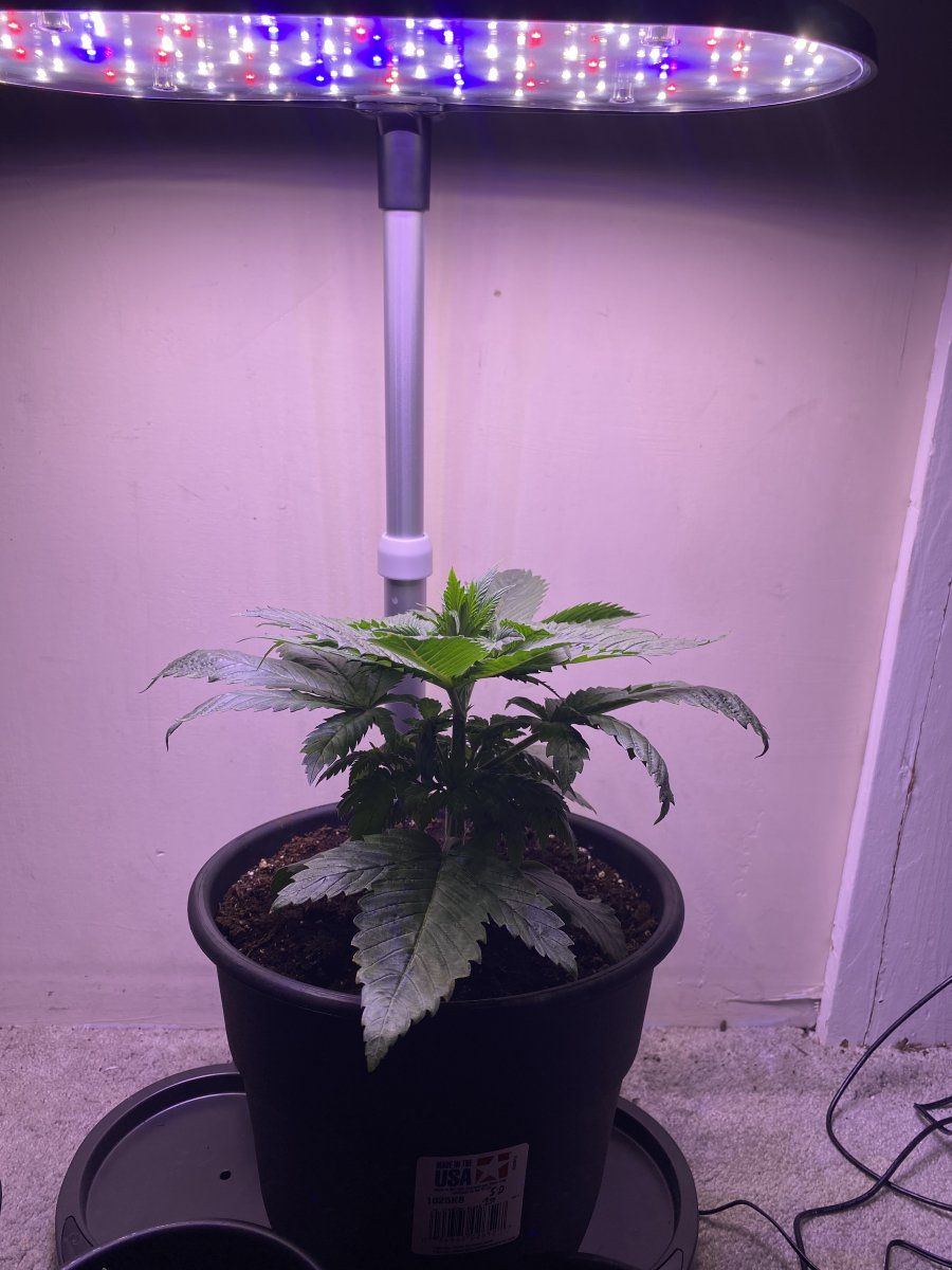 First timer say what you need light burn calcium or over water 2