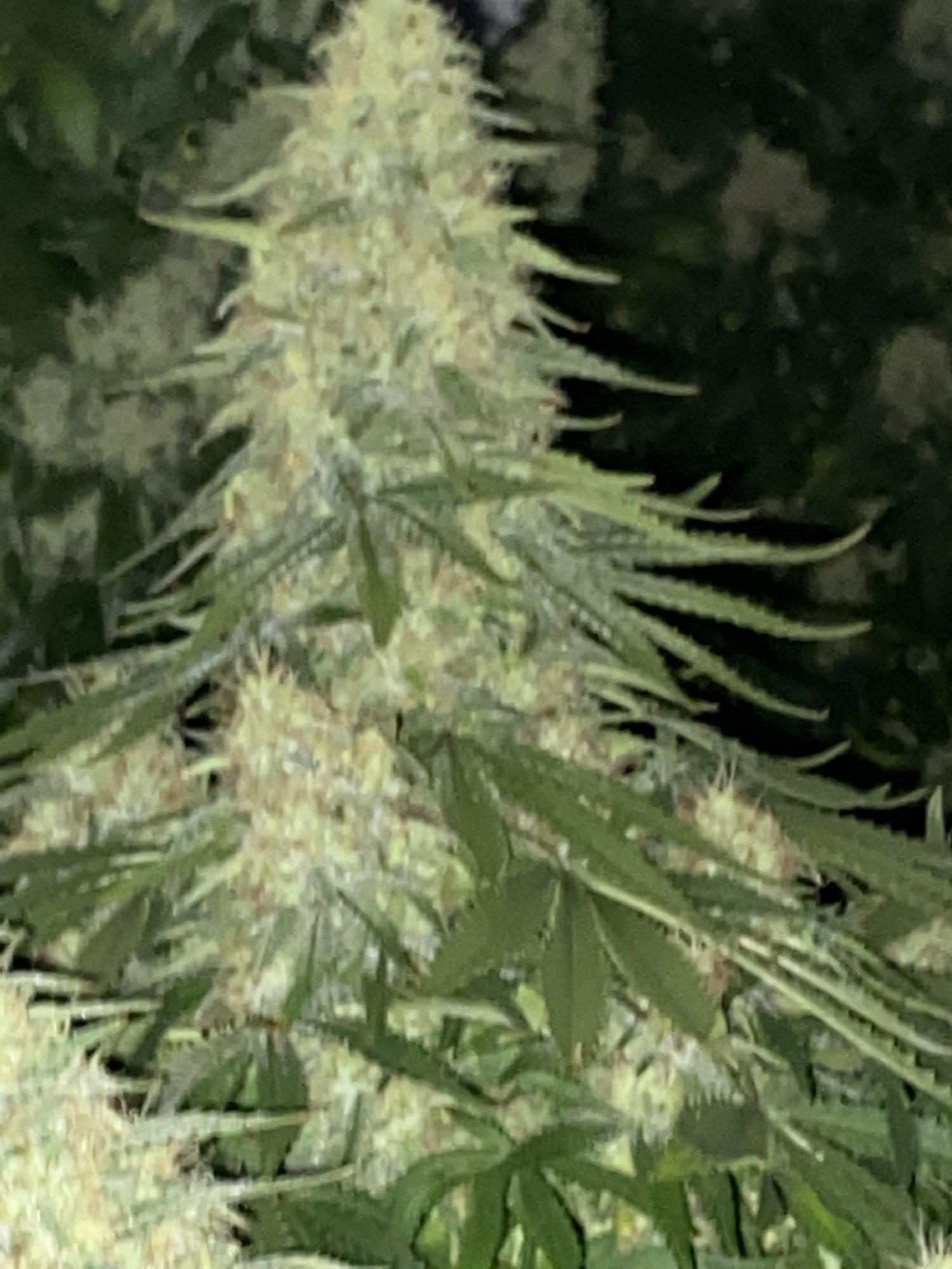 First timer success  must be a womens touch 4
